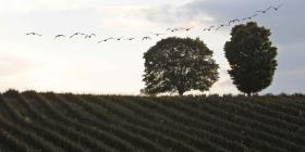 Viñedo de Trump es elegible para fondos de rescate federal