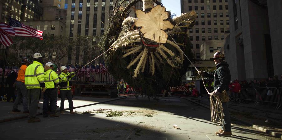 Una grúa levanta el árbol de Navidad del Rockefeller Center para colocarlo en el Rockefeller Plaza, en Nueva York, el sábado 11 de noviembre del 2017. (horizontal-x3)