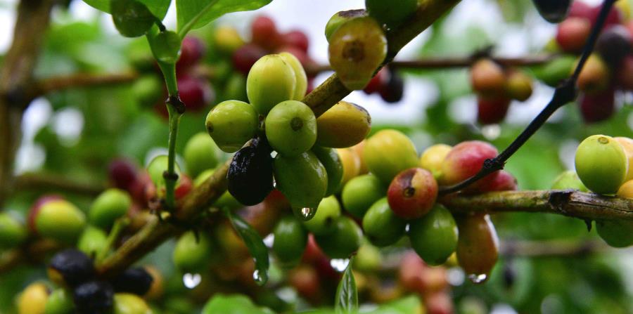 La comunidad científica sabe que el cambio climático causará cambios en los cultivos y en las especies polinizadoras, lo que tendrá consecuencias en la disponibilidad de alimentos y en la economía de los pequeños productores. (horizontal-x3)