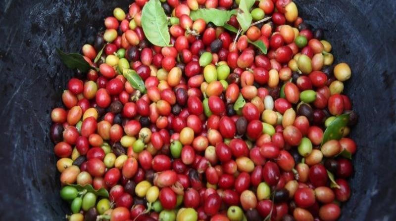 En la foto quintales de café. (horizontal-x3)