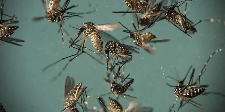 Liberarán 20 millones de mosquitos modificados para combatir el zika (horizontal-x3)