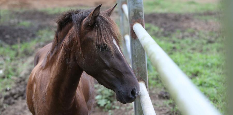 Imagen de un caballo. (GFR Media) (horizontal-x3)