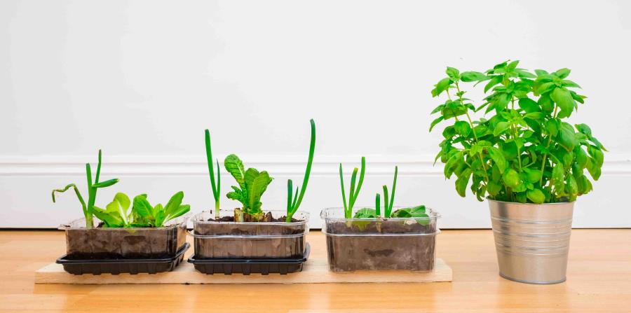 Plantas de huerto casero (horizontal-x3)