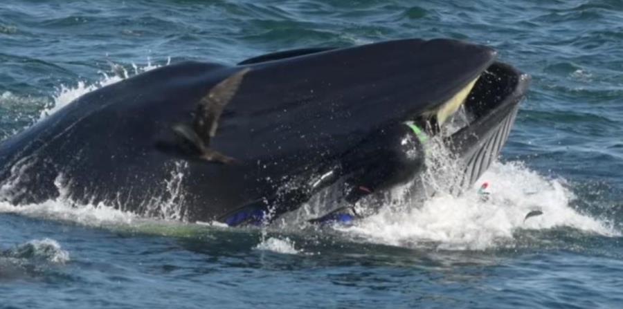 Ballena Se Come A Un Buzo