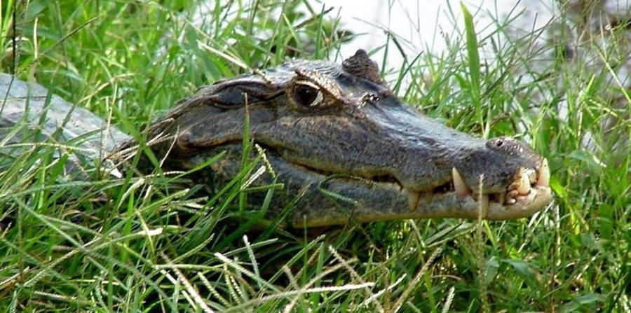 el reptil, en lugar de huir ante la presencia humana, se volvió contra el agente, quien tuvo que abrir fuego con su rifle AR-15 y matar al animal (horizontal-x3)