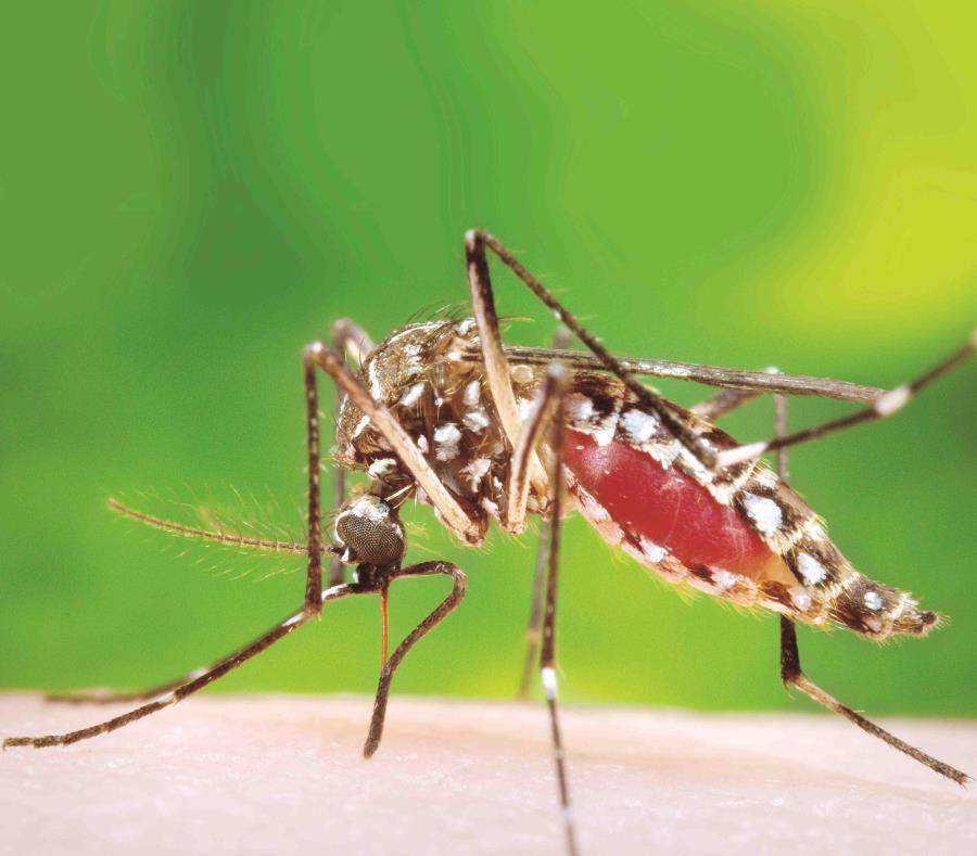 Aedes Aegypti (semisquare-x3)