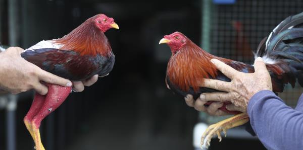 Trump convertirá en ley la prohibición de las peleas de gallos