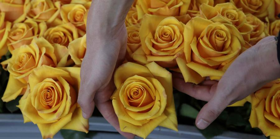 rosas seleccionadas en una bandeja antes de pasarlas por un proceso químico para extraer su color amarillo natural, teñirlas de otro y preservarlas, en la granja de flores Sisapamba en Tabacundo, Ecuador. (horizontal-x3)