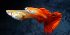 Cuba establece un criadero de peces "guppy" para combatir el mosquito del dengue