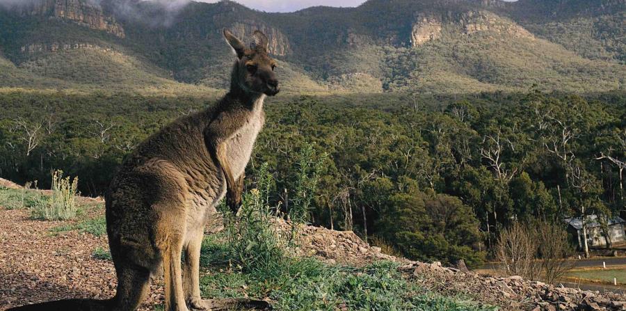 Se desconoce cómo el animal llegó los Alpes austríacos (horizontal-x3)