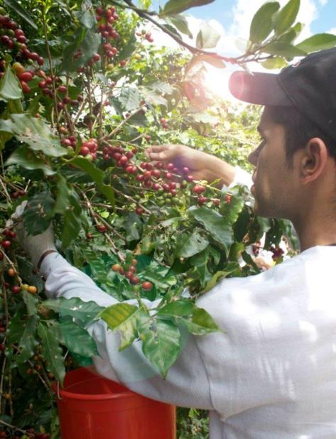 Las semillas a sembrarse como resultado de la iniciativa de Starbucks son de una variedad denominada Marsellesa, la cual es similar a las que ya se encuentran en Puerto Rico, según el secretario de Agricultura. (Suministrada) (vertical-x1)