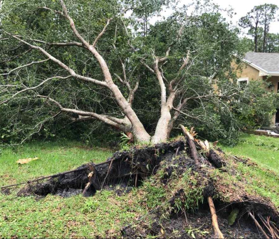 Así quedó un árbol localizado en el patio de una residencia en la comunidad Loxahatchee, en Palm Beach, Florida. (semisquare-x3)