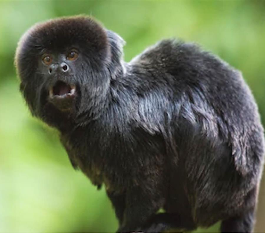 El mico de Goeldi es un pequeño mono negro procedente de la Amazonía apetecido por traficantes de animales por el alto precio que puede alcanzar en el mercado negro. (Shutterstock) (semisquare-x3)
