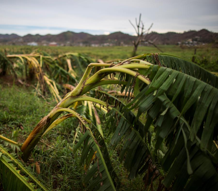 El tercer sector con más pérdidas estimadas debido al paso de los huracanes Irma y María fue la agricultura, cuyo impacto se estimó en $2,008 millones en la proyección preliminar de la Junta de Planificación. (semisquare-x3)