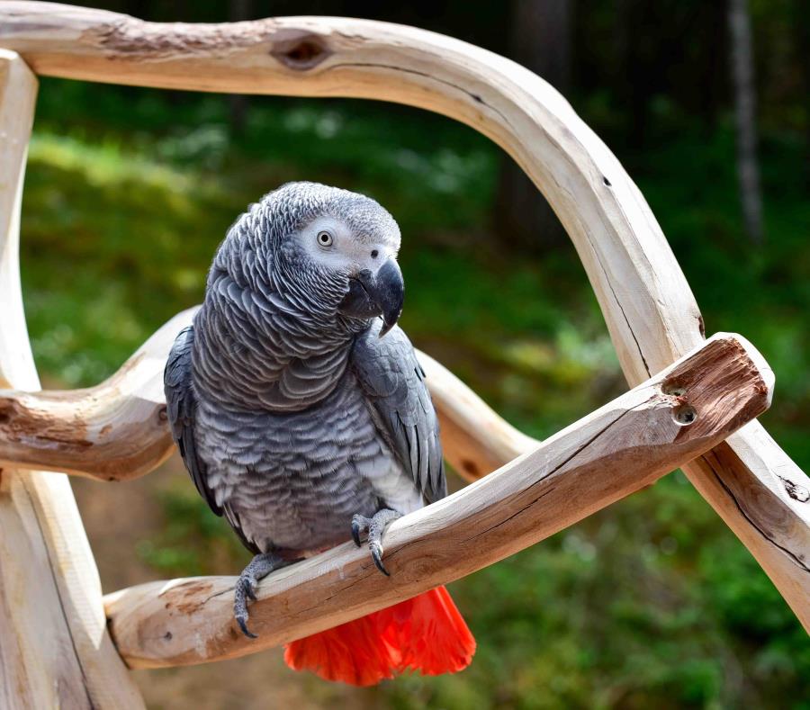 La especie de las aves es African Gray como la de esta foto. (Shutterstock) (semisquare-x3)
