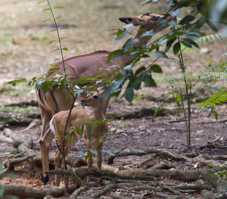 Un impala con su cría en el zoológico de Mayagüez el pasado julio de 2017. (GFR Media) (semisquare-x3)