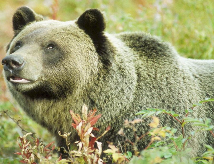 Grupos ambientalistas y nativos estadounidenses, que consideran sagrado al grizzly, se habían manifestado en contra de la caza de este animal. (semisquare-x3)