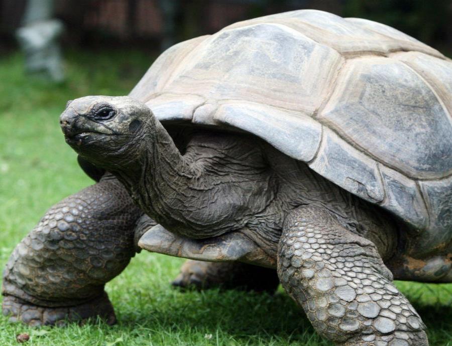 La tortuga de Aldabra es la única especie viva de tortuga gigante del Océano Índico. (semisquare-x3)