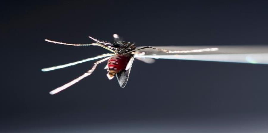 En la foto un mosquito Aedes aegypti. (Archivo / GFR Media) (semisquare-x3)