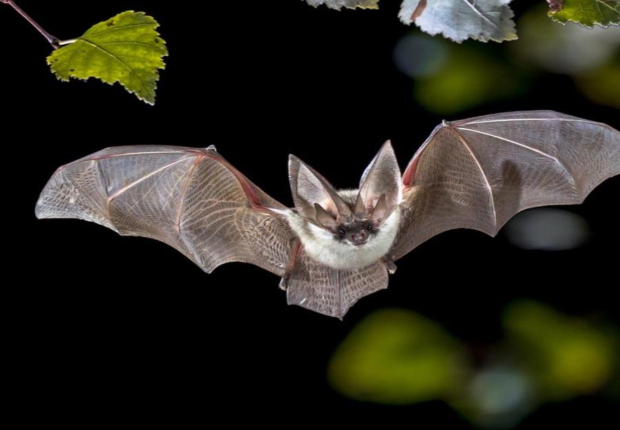 Los murciélagos: resistentes a los virus, pero no a los humanos ...