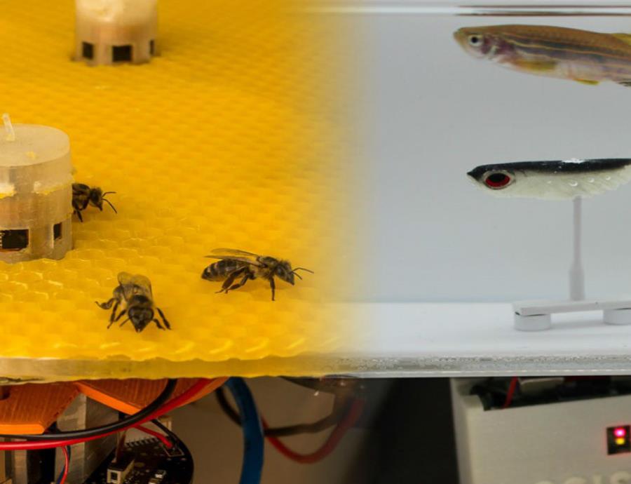 Los robots, situados en plataformas en el acuario y junto al enjambre, emitían señales que provocaban diferentes reacciones de atracción o dispersión. (EPFL) (semisquare-x3)