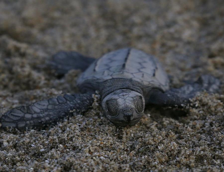 Las tortugas forman parte fundamental de diversos ecosistemas. (semisquare-x3)