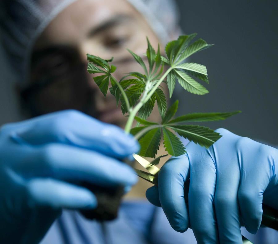Operaciones de cannabis medicinal de IMC en Ponce. (GFR Media) (semisquare-x3)