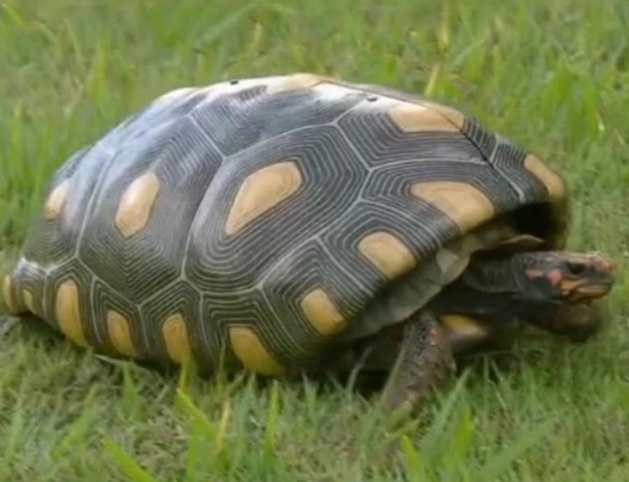 Esta tortuga recibió una nueva oportunidad de vida gracias a un