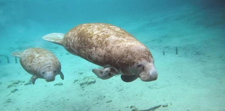 Las muertes de manatíes en Florida del 2018 superan a todo el 2017 (horizontal-x3)