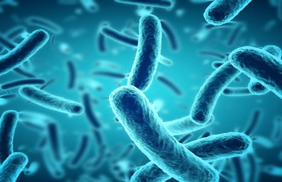 Descubren una bacteria de aguas profundas con un metabolismo nunca antes visto Descubren una bacteria de aguas profundas con un metabolismo nunca antes visto