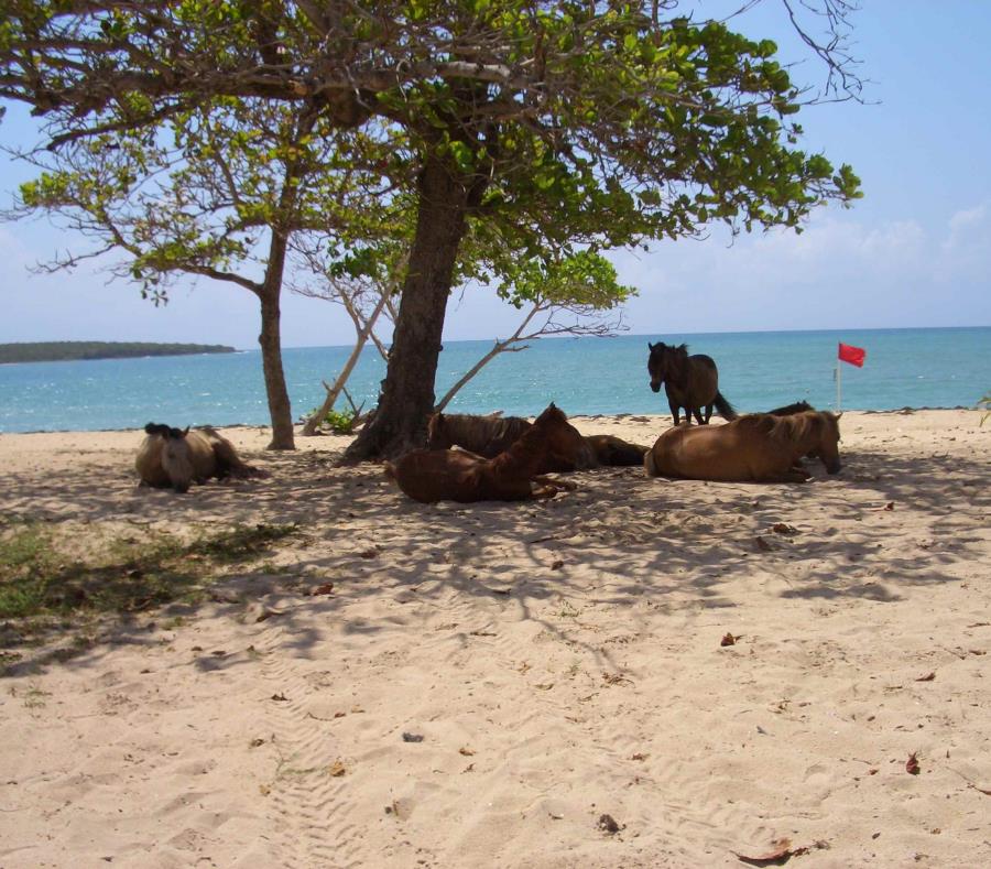 Unos caballos en la playa Sun Bay, en Vieques. (GFR Media) (semisquare-x3)