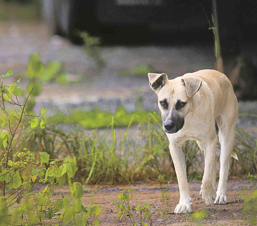 De acuerdo a la investigación criminal, Miguel A. Rodríguez Morales, residente de Hatillo, le causó varias heridas de gravedad al perro con un machete. (semisquare-x3)