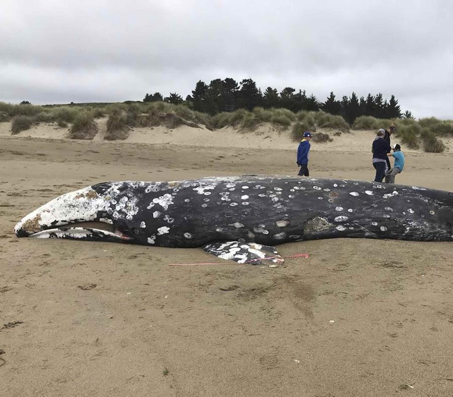 El cadáver de una ballena que llegó a la playa el jueves 23 de mayo. (Sarah Codde/Point Reyes National Seashore vía AP) (semisquare-x3)