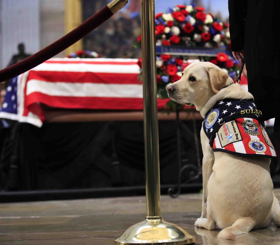 Sully se sentó frente al ataúd de Bush ubicado en la rotonda del Capitolio. (AP) (semisquare-x3)