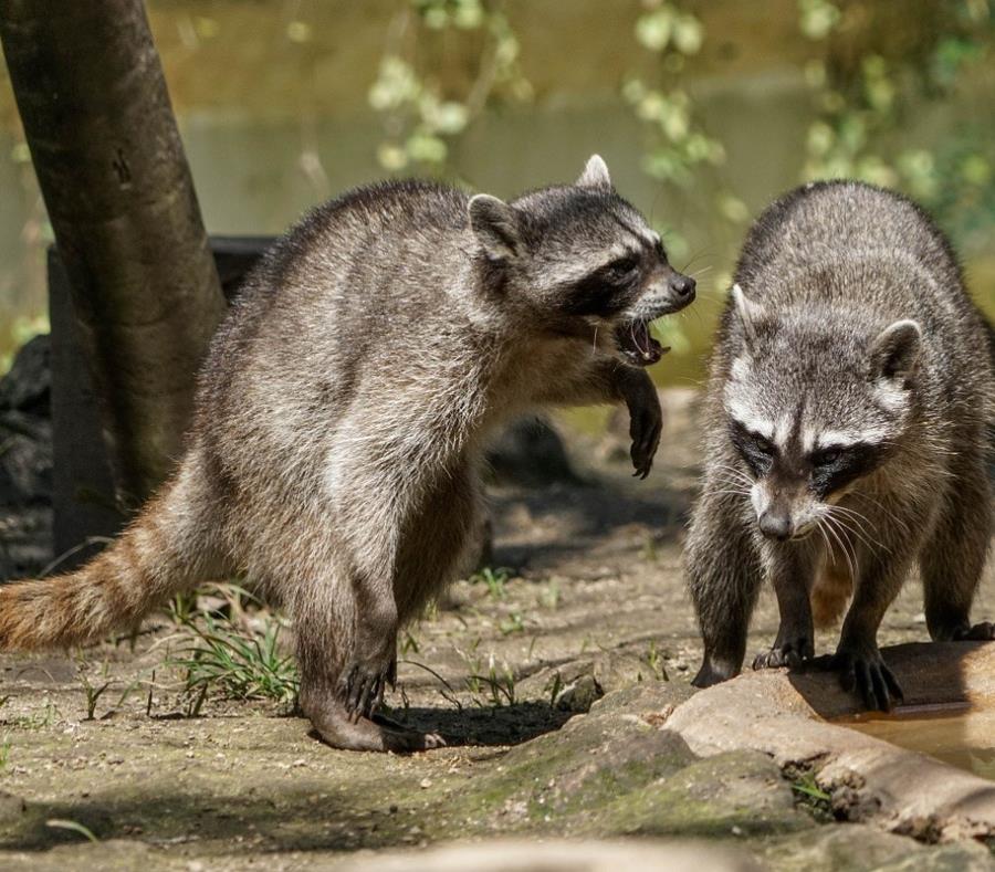 El departamento de la policía emitió la advertencia tras recibir llamadas acerca de mapaches que actuaban de manera extraña. (Pixabay) (semisquare-x3)
