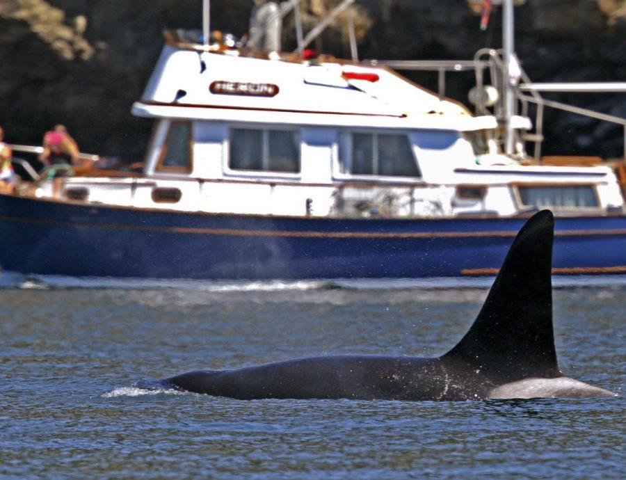 Desde el espacio, observan a ballenas para mejorar los esfuerzos de conservación (semisquare-x3)