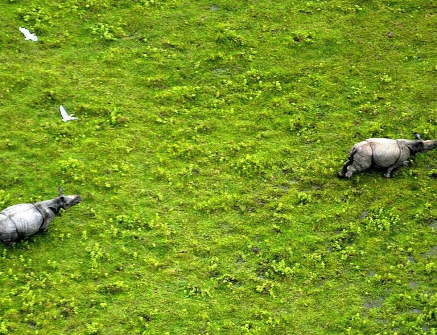 Combatirán la cacería furtiva de rinocerontes con sofisticados drones en la India (semisquare-x3)