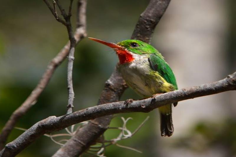 El San Pedrito ha disminuido en un 90% en El Yunque, debido a los efectos del cambio climático. (GFR Media) (semisquare-x3)