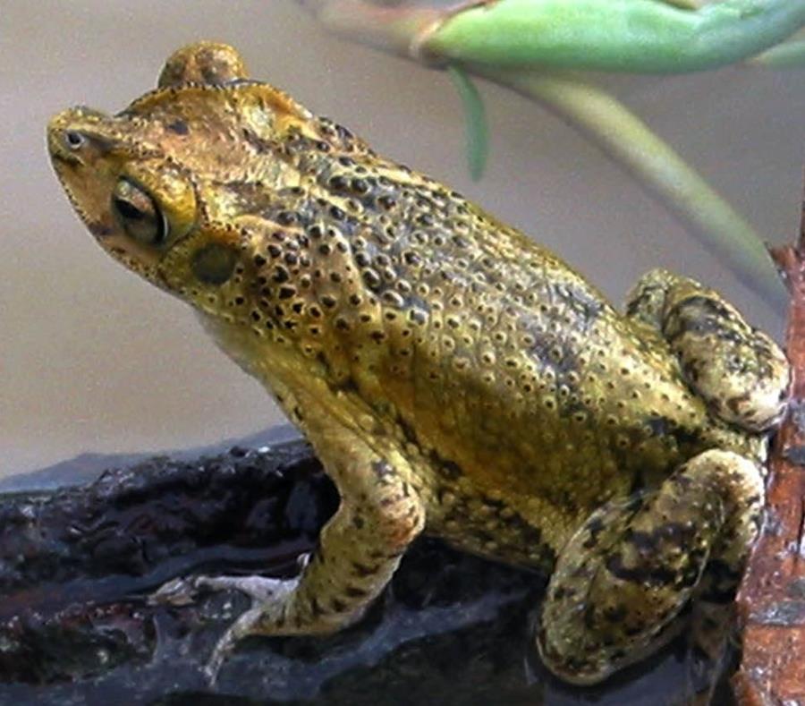 El sapo Concho se reproduce en el Bosque de Guánica gracias a las ...