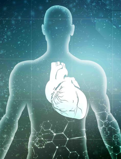 La compañía Biolife4D promete que el órgano tendrá el tamaño y el peso adecuado para la persona que luego recibirá el órgano (vertical-x1)