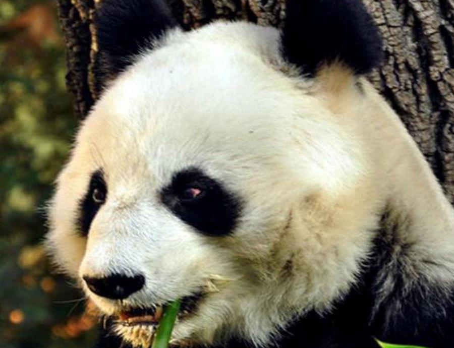 Oso panda (semisquare-x3)