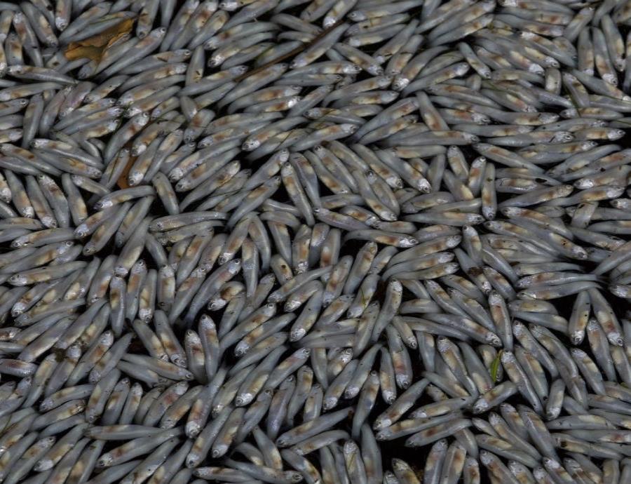 Peces muertos flotan en la laguna Rodrigo de Freitas en Río de Janeiro. (AP) (semisquare-x3)