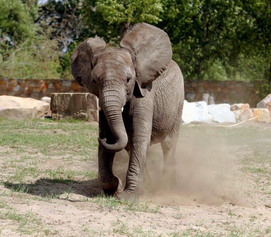Los ataques de elefantes son comunes en Zimbabwe (semisquare-x3)