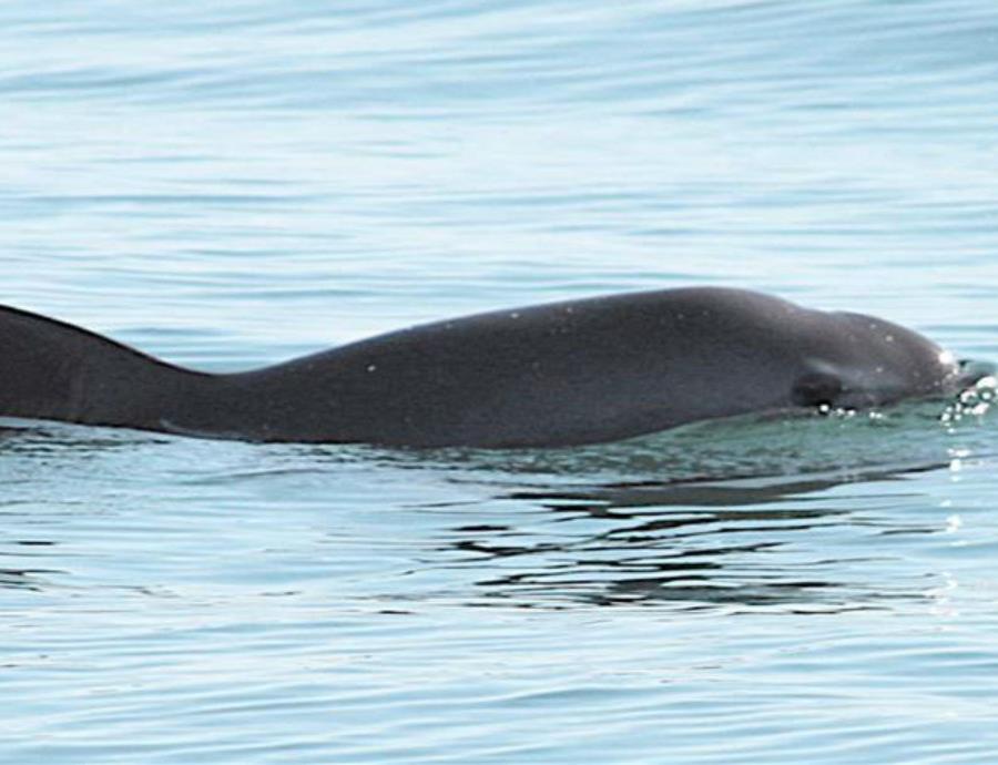 Nuevos avistamientos de la vaquita marina reviven la esperanza de conservación (semisquare-x3)