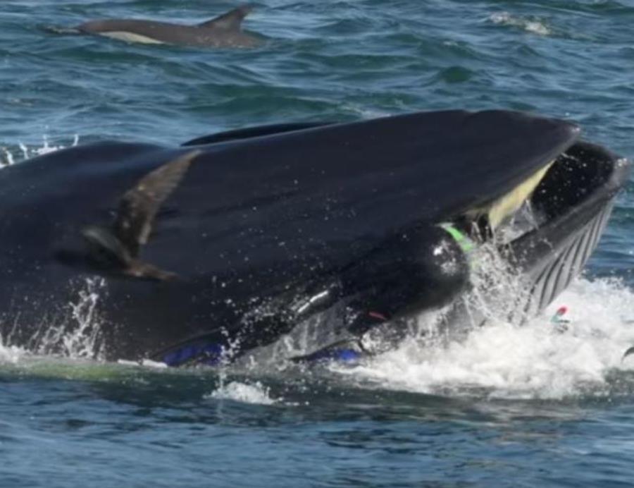 Ballena Se Come A Un Buzo