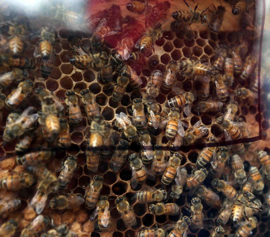 En la imagen de aprecia un panal de abejas. (GFR Media) (semisquare-x3)
