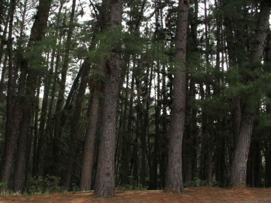 Un conjunto de árboles en un bosque (semisquare-x3)