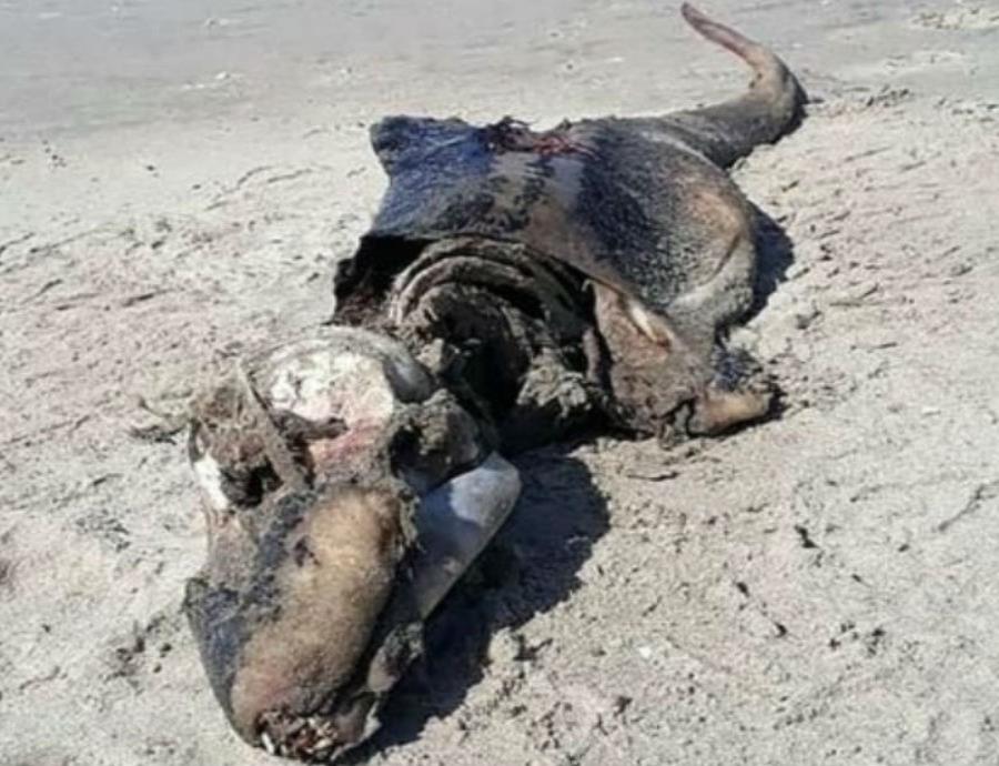Descubren los restos de una extraña criatura marina en Gales (semisquare-x3)
