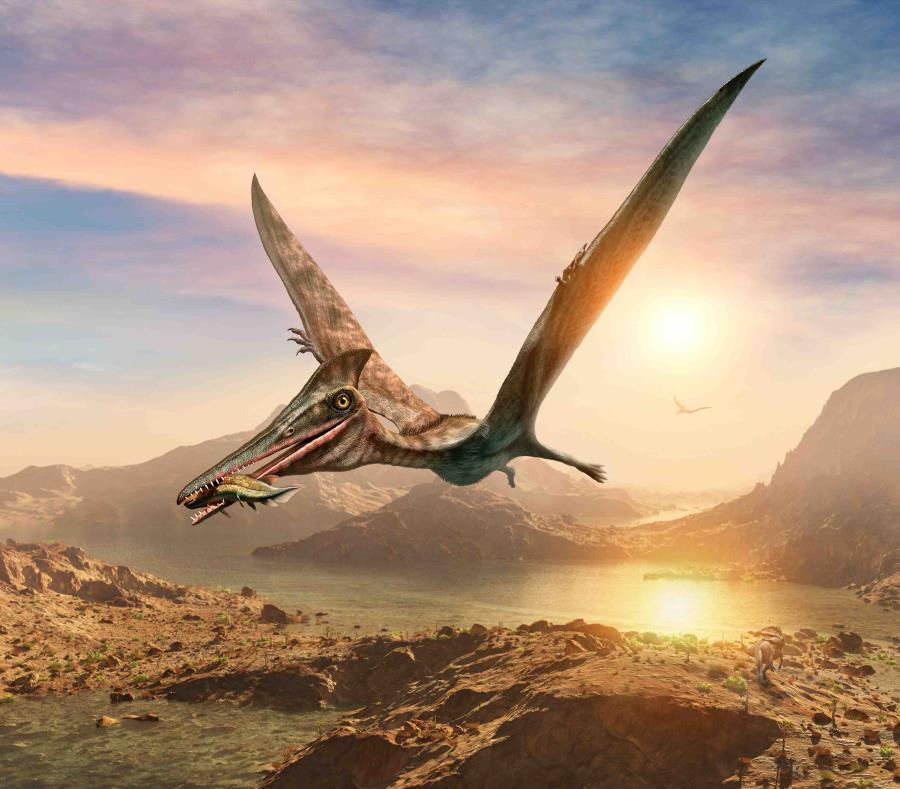 Resultado de imagen de pterosaurios"