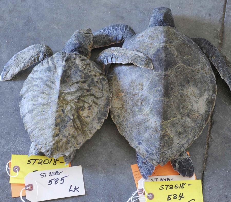 Un par de tortugas tortugas Kemp fallecidas aguardan su procesamiento en el Santuario de Vida Silvestre de la Bahía de Wellfleet de la Sociedad Audubon en Wellfleet, Massachusetts. (AP) (semisquare-x3)